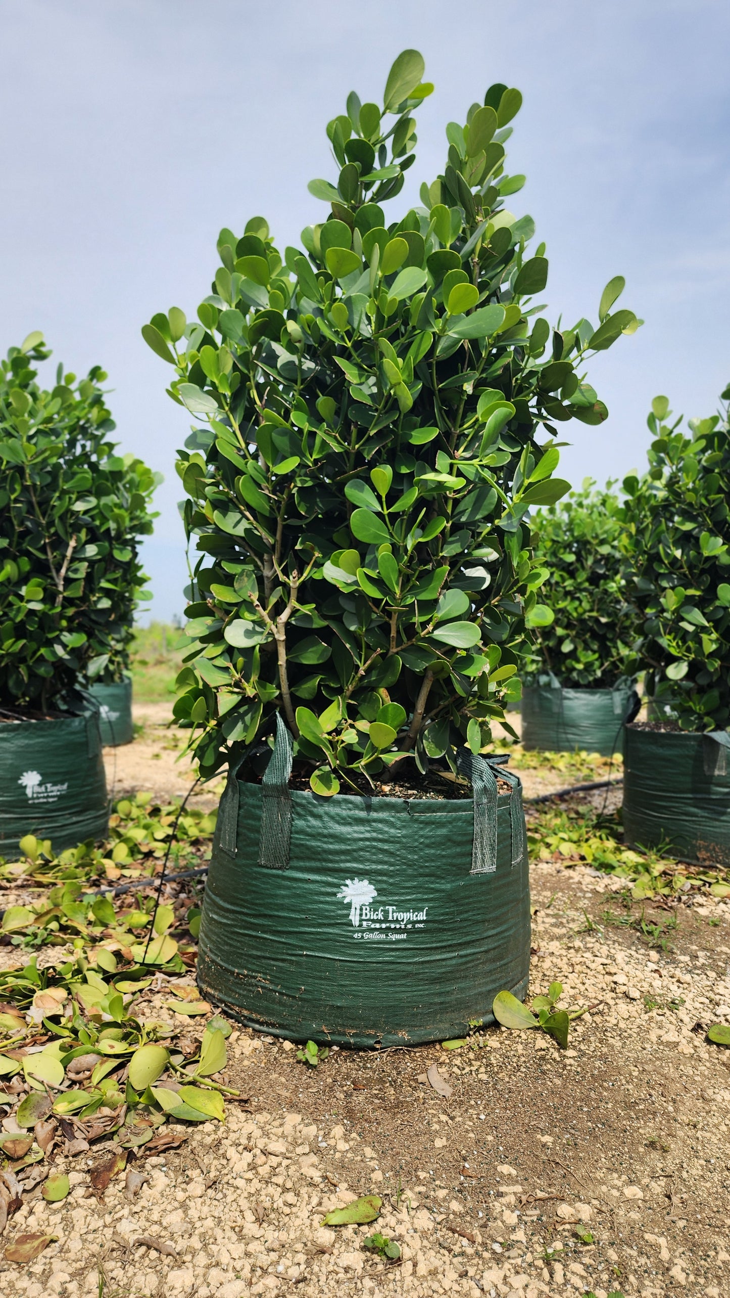 60 litros Bolsas de cultivo con 2 asas