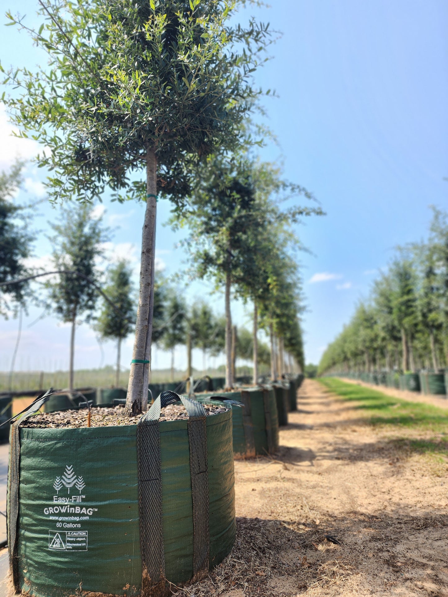 100 litros Bolsa de Cultivo con 2 asas