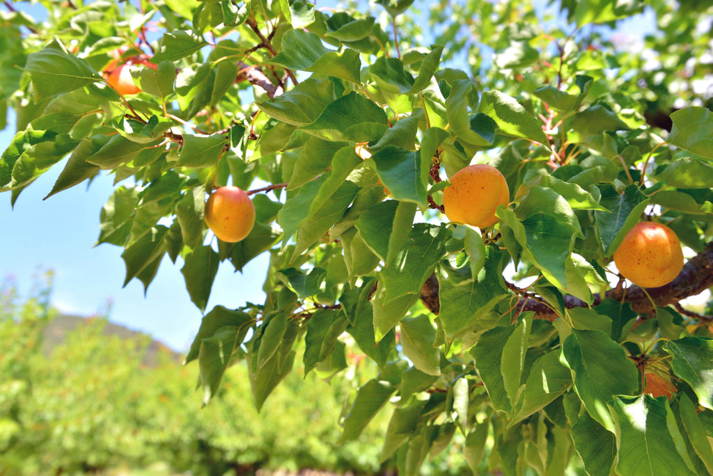 Reguladores de crecimiento, un aliado clave para la producción frutícola