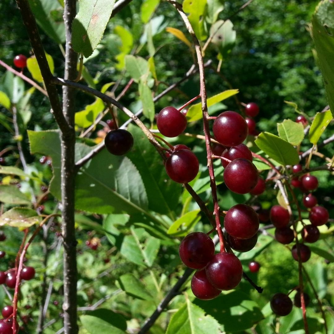 cerezo en bolsa de cultivo 