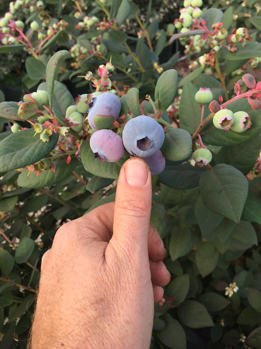 Continúa el alza de arándanos hidropónicos con 5 veces más cosecha que cultivos en suelo.