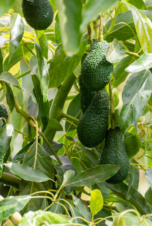 Entre las principales tendencias alimentarias, el aguacate lleva una clara ventaja dentro de los productos de origen vegetal.