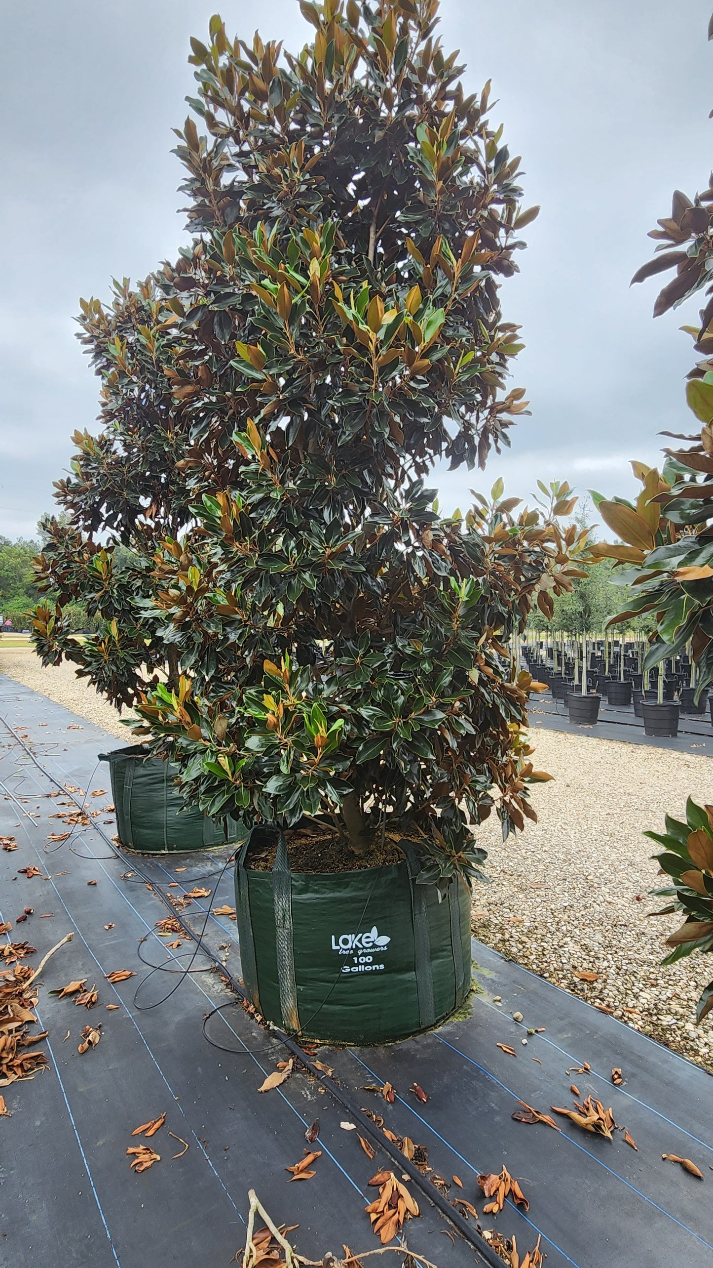 150 litros Bolsa de Cultivo con 4 asas